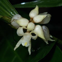 Tropidia curculigoides