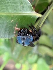 Xylocopa caerulea