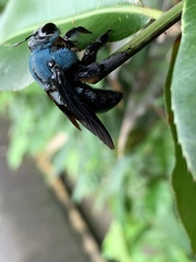 Xylocopa caerulea