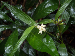 Tropidia curculigoides