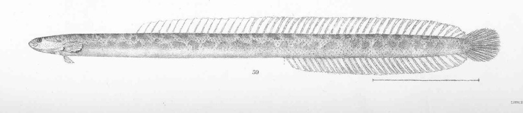 Microdesmus retropinnis