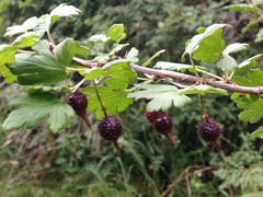 Ribes pinetorum