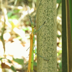 Tithonophasma tithonus