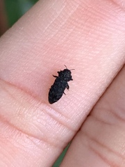 Toxoscelus