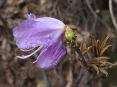 Rhododendron mucronulatum