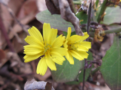 Crepidiastrum denticulatum