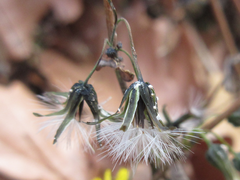Crepidiastrum denticulatum