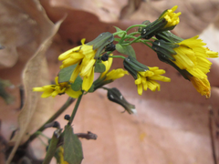 Crepidiastrum denticulatum