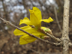 Forsythia koreana