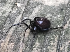 Steatoda