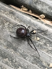 Steatoda