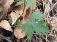 Kitagawia terebinthacea