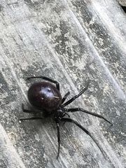 Steatoda