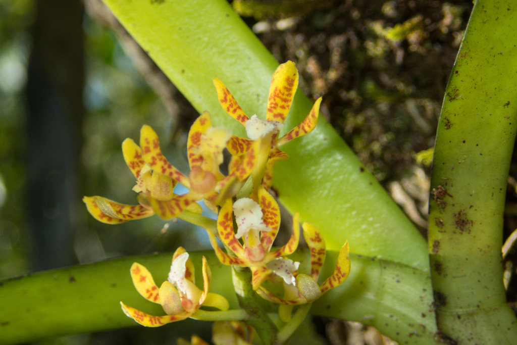 Acampe ochracea; photograph (c) Gerard Chartier, some rights reserved (CC BY)
