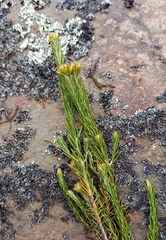 Helichrysum hamulosum