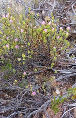 Drosanthemum giffenii