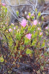 Drosanthemum giffenii