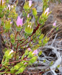 Drosanthemum giffenii