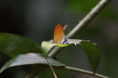 Eooxylides tharis distanti