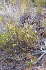 Drosanthemum giffenii