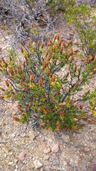 Pteronia hutchinsoniana