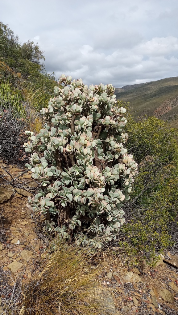 Crassula arborescens