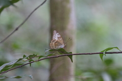 Euthalia monina monina