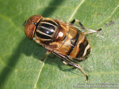 Eristalinus quinquestriatus