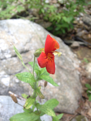 Erythranthe cinnabarina