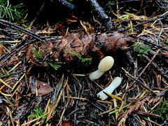 Trichoderma leucopus