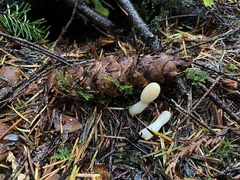 Trichoderma leucopus