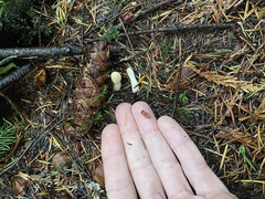 Trichoderma leucopus