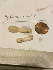 Trichoderma leucopus