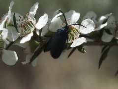 Turneriprocris dolens