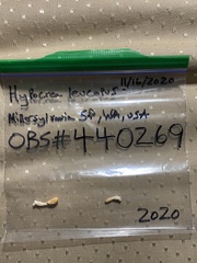 Trichoderma leucopus