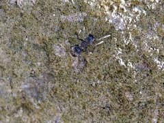 Myrmarachne inermichelis