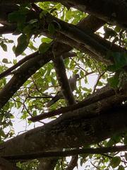 Streptopelia decaocto