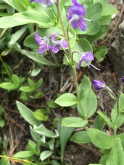 Veronica cusickii
