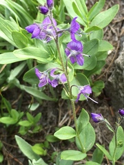 Veronica cusickii