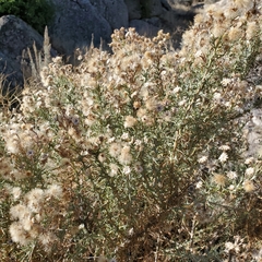 Ericameria pinifolia