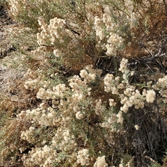 Ericameria pinifolia