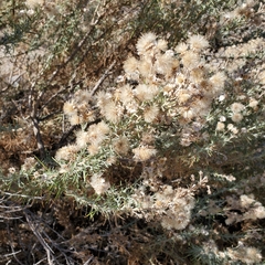 Ericameria pinifolia