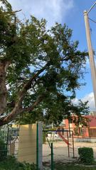 Lysiloma latisiliquum