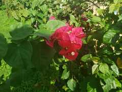 Bougainvillea