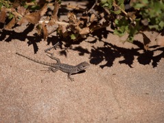 Sceloporus occidentalis