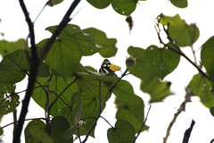 Phaedyma columella singa