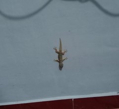 Hemidactylus platyurus