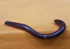 Orthoporus nicaraguanus