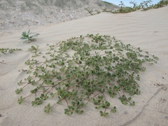 Euphorbia vizcainensis