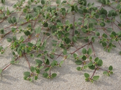 Euphorbia vizcainensis